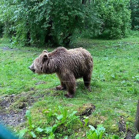Tiny House Carlos - Zauberhaftes Camping-pod Stuer