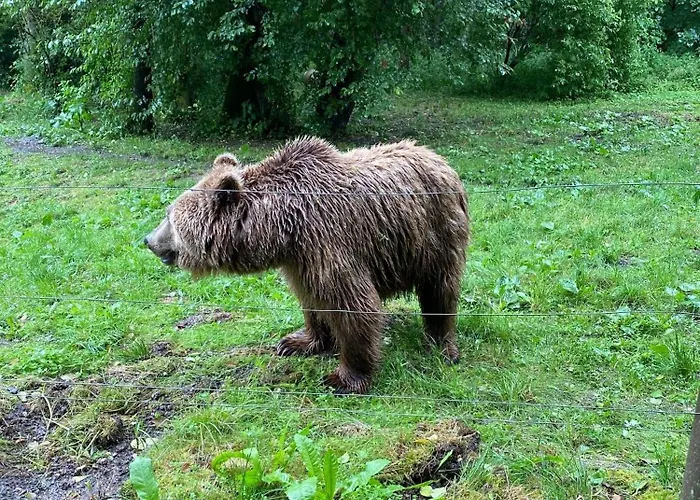 Tiny House Carlos - Zauberhaftes Camping-pod Stuer